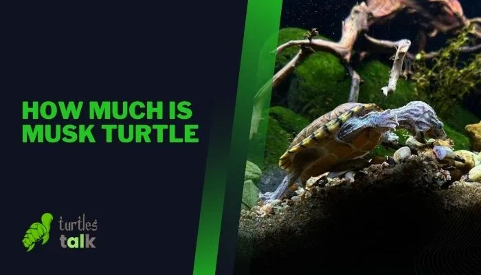 How Much Is Musk Turtle