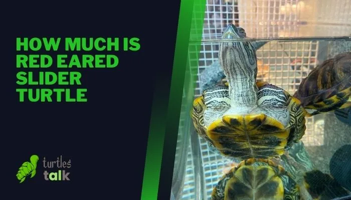 How Much Is Red Eared Slider Turtle