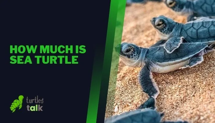 How Much Is Sea Turtle