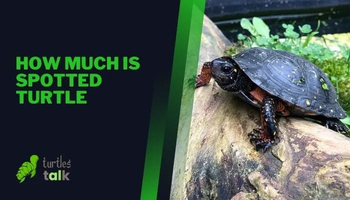 How Much Is Spotted Turtle