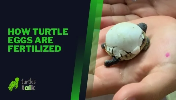 How Turtle Eggs Are Fertilized