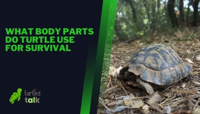 What Body Parts Do Turtle Use for Survival