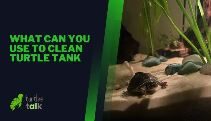 What Can You Use to Clean Turtle Tank