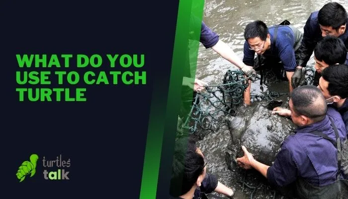 What Do You Use to Catch Turtle