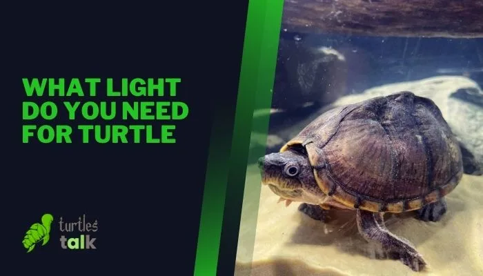 What Light Do You Need for Turtle