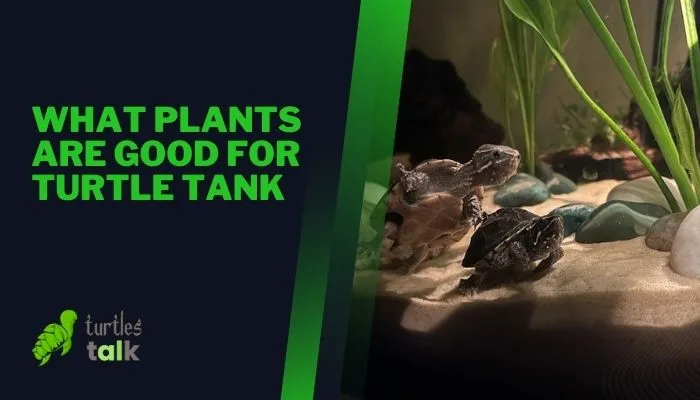 What Plants Are Good for Turtle Tank