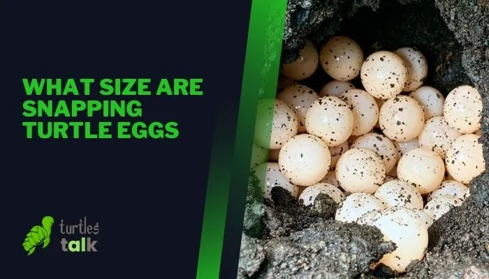 What Size Are Snapping Turtle Eggs