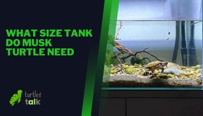 What Size Tank Do Musk Turtle Need