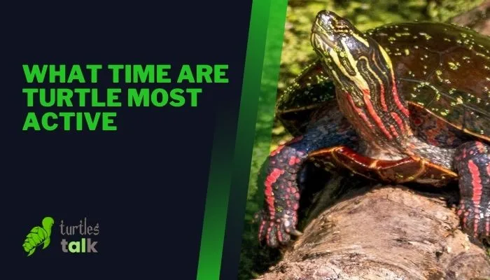 What Time Are Turtle Most Active