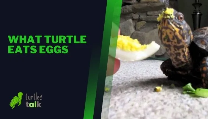 What Turtle Eats Eggs