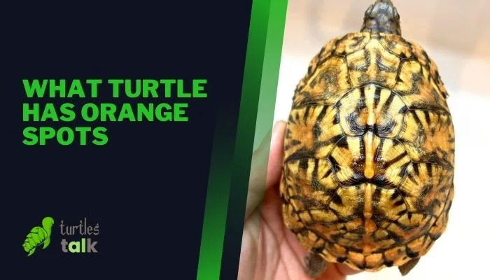 What Turtle Has Orange Spots Turtles Talk 