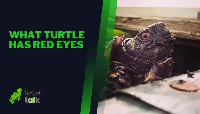 What Turtle Has Red Eyes