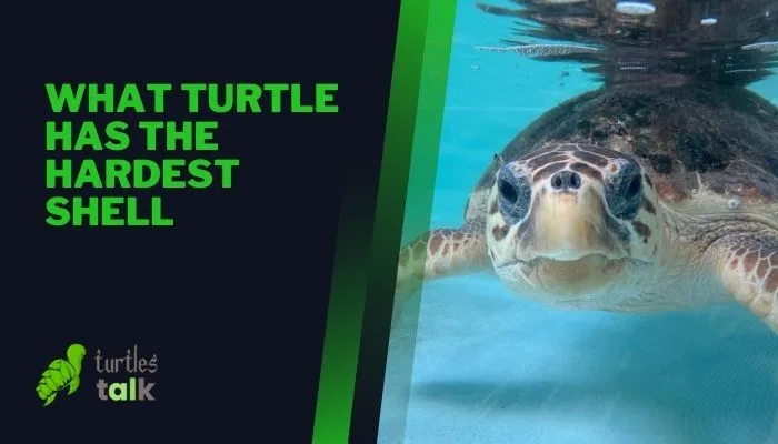 What Turtle Has the Hardest Shell