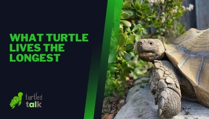 What Turtle Lives the Longest