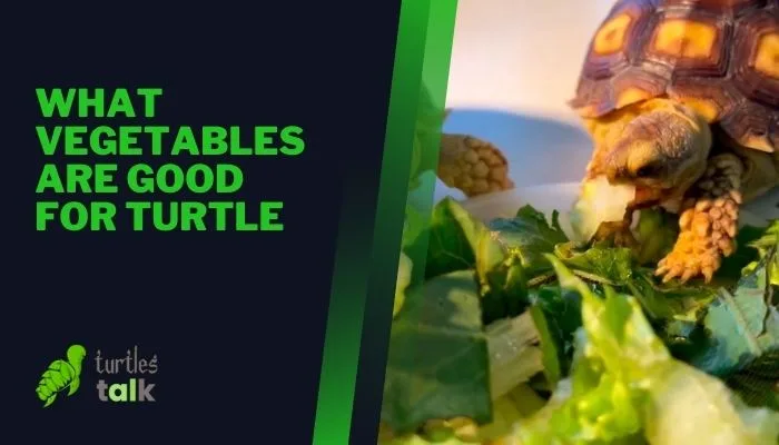 What Vegetables Are Good for Turtle