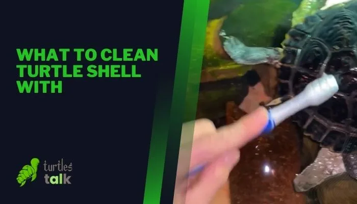 What to Clean Turtle Shell With