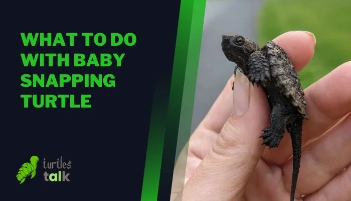 What to Do With Baby Snapping Turtle