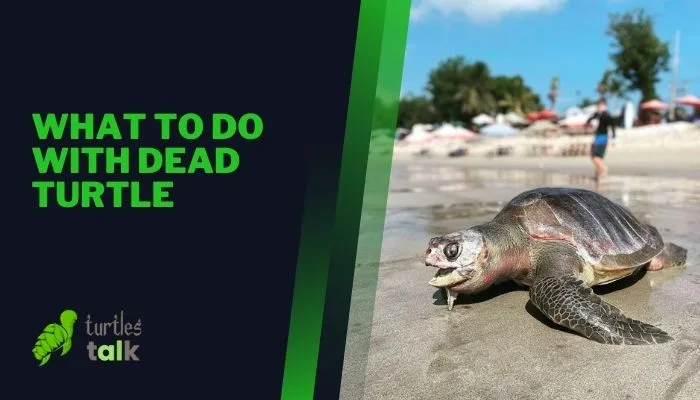 What to Do With Dead Turtle