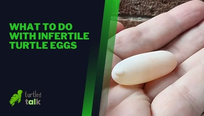 What to Do With Infertile Turtle Eggs