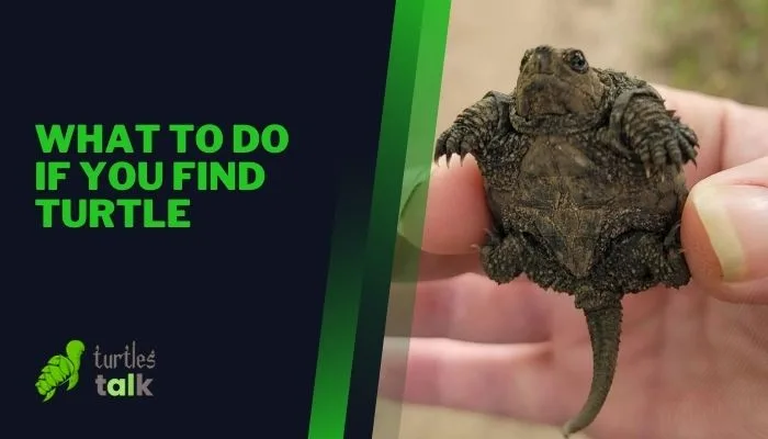 What to Do if You Find Turtle