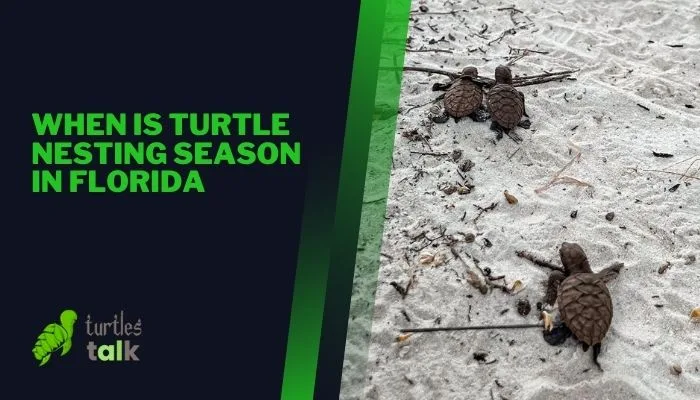 When Is Turtle Nesting Season in Florida