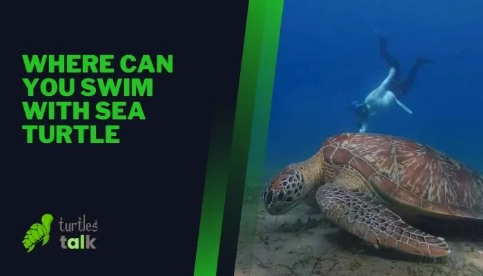 Where Can You Swim With Sea Turtle