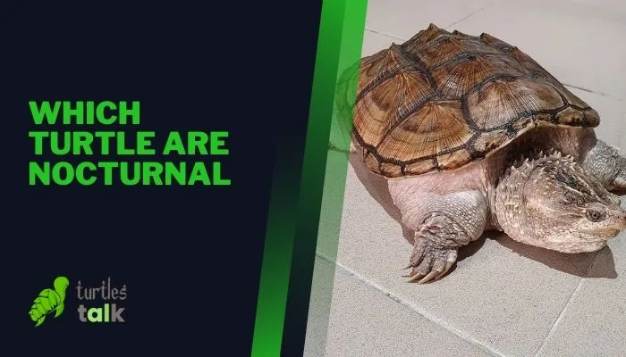 Which Turtle Are Nocturnal