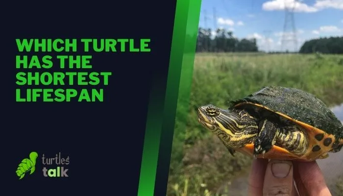 Which Turtle Has the Shortest Lifespan