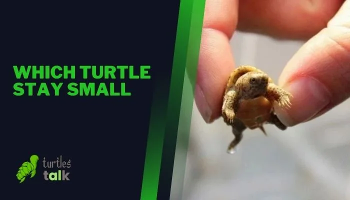 Which Turtle Stay Small