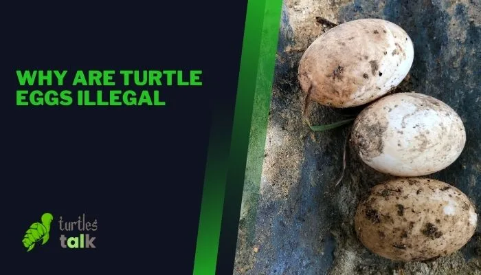Why Are Turtle Eggs Illegal