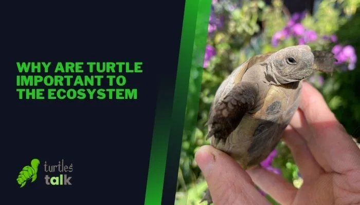 Why Are Turtle Important to the Ecosystem