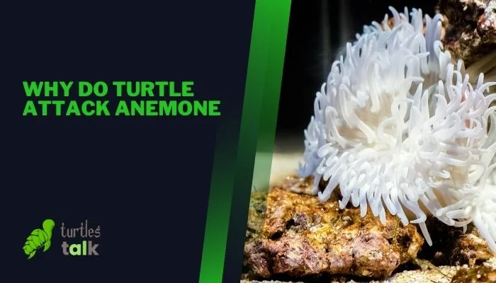 Why Do Turtle Attack Anemone