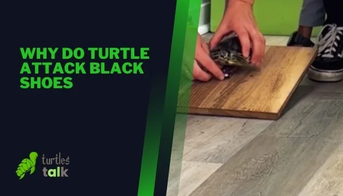 Why Do Turtle Attack Black Shoes