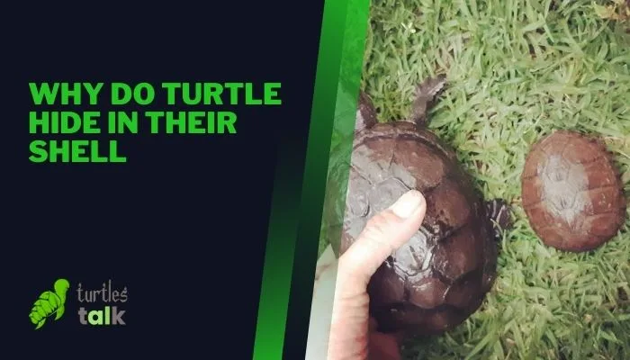 Why Do Turtle Hide in Their Shell
