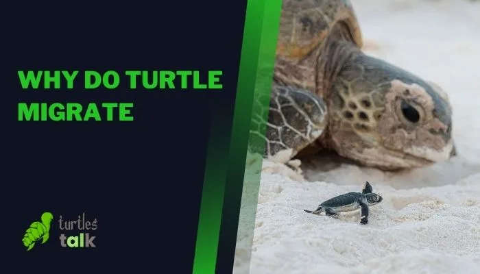 Why Do Turtle Migrate