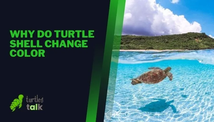 Why Do Turtle Shell Change Color