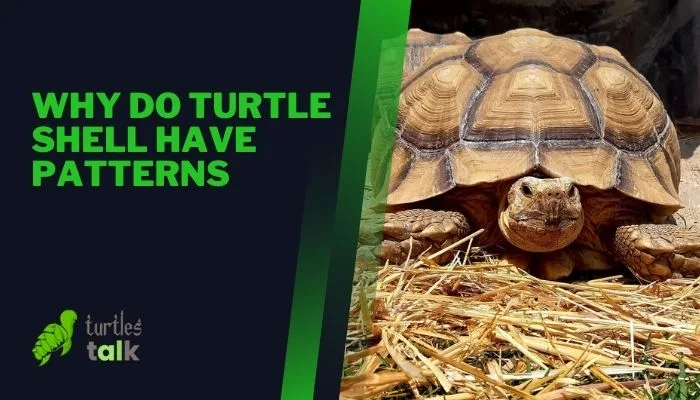 Why Do Turtle Shell Have Patterns