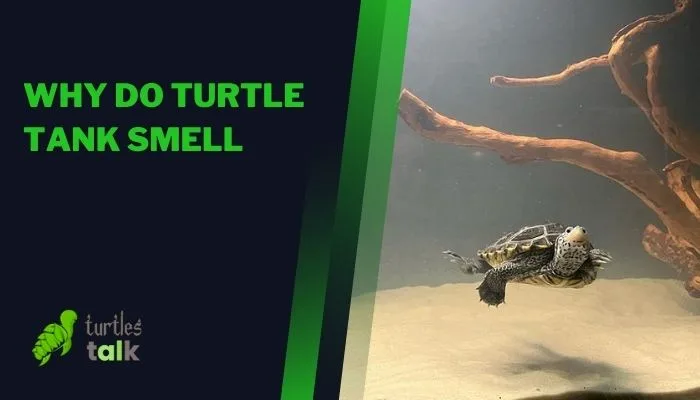 Why Do Turtle Tank Smell
