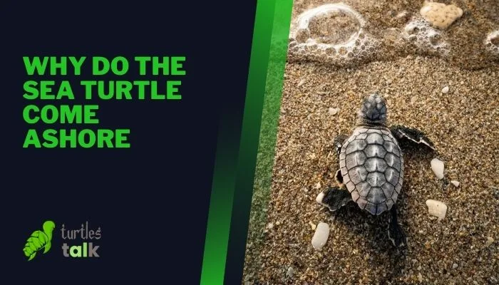 Why Do the Sea Turtle Come Ashore