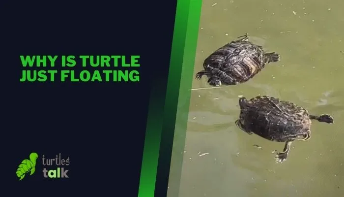 Why Is Turtle Just Floating