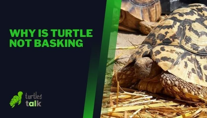 Why Is Turtle Not Basking