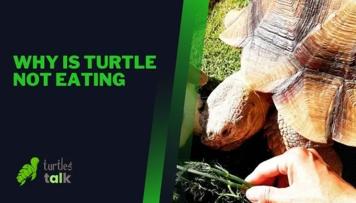 Why Is Turtle Not Eating