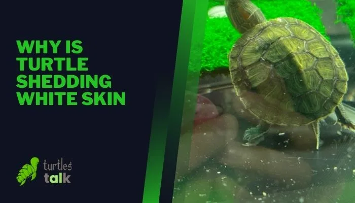 Why Is Turtle Shedding White Skin