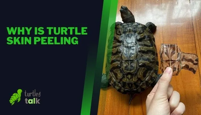 Why Is Turtle Skin Peeling