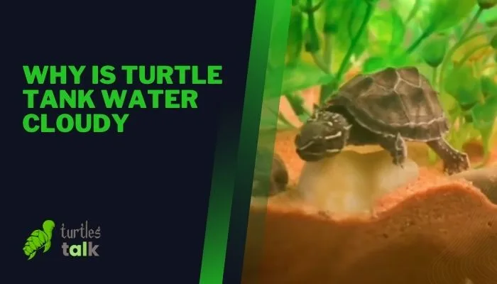 Why Is Turtle Tank Water Cloudy