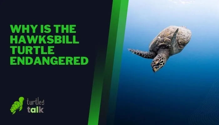 Why Is the Hawksbill Turtle Endangered