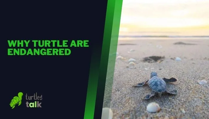 Why Turtle Are Endangered