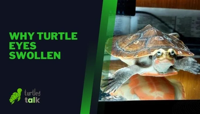 Why Turtle Eyes Swollen