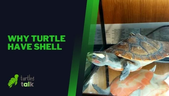Why Turtle Have Shell