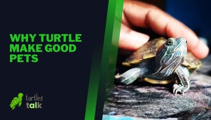 Why Turtle Make Good Pets